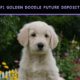 F1 Golden doodle puppy for sale