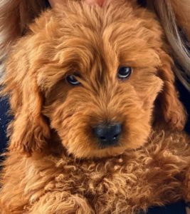 hypoallergenic golden doodle puppies