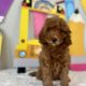 mini golden doodle puppy