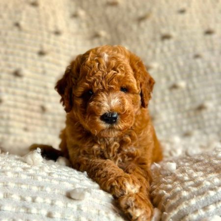mini golden doodle puppy for sale