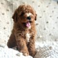 mini golden doodle puppy