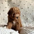 mini goldendoodle puppy