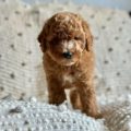 mini goldendoodle breeders