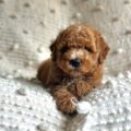 mini golden doodle breeder