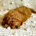 mini goldendoodle near me