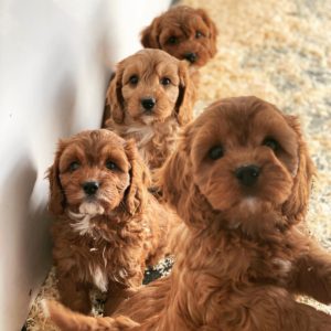 cavapoo puppies for sale