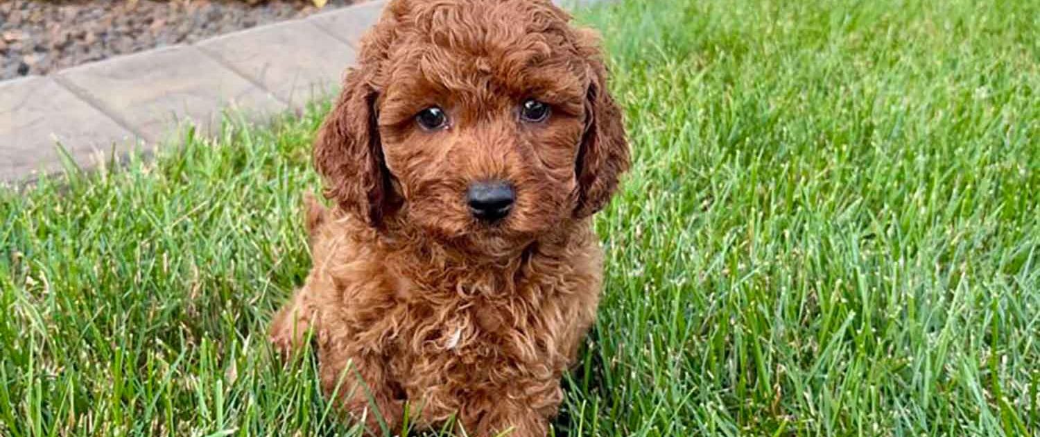 cavapoo puppies for sale