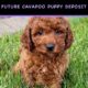 cavapoo puppies for sale