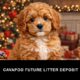Cavapoo puppy for sale