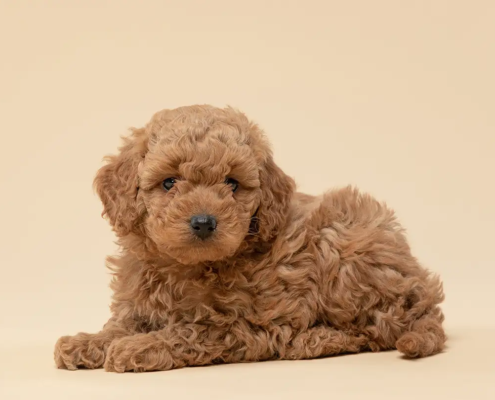 micro mini goldendoodle micro mini goldendoodle puppy