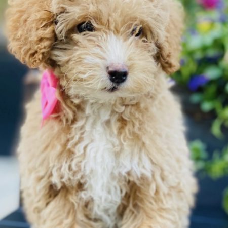 Micro Mini Goldendoodle for sale