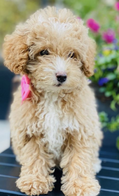 Micro Mini Goldendoodle for sale