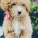 Micro Mini Goldendoodle for sale
