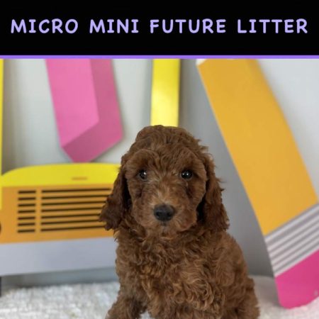 micro mini goldendoodle puppies for sale