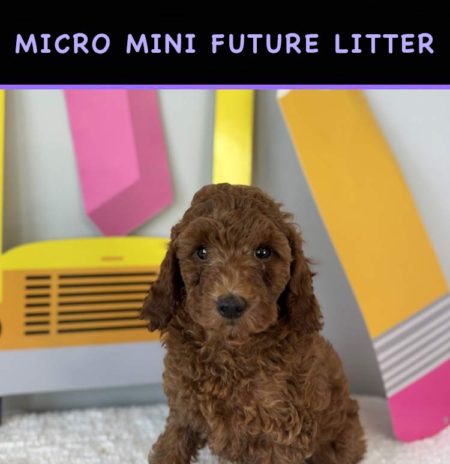 micro mini goldendoodle puppies for sale