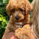 mini golden doodle puppies for sale
