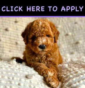 puppy financing company