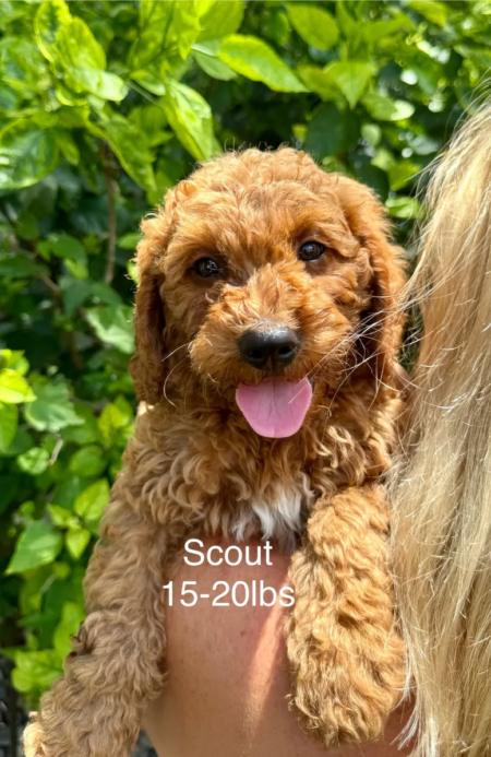 Mini Goldendoodle puppy for sale