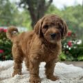 mini goldendoodle breeders near me