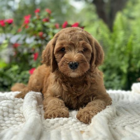 mini doodle puppies near me