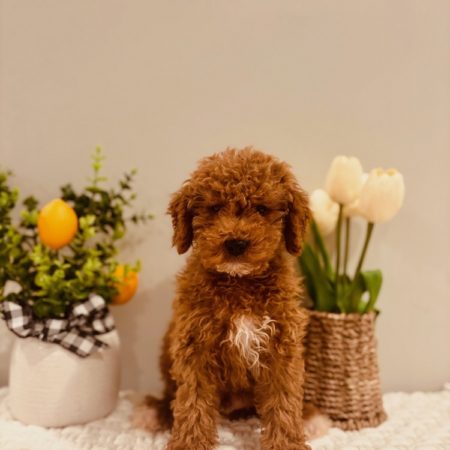 mini golden doodle puppies