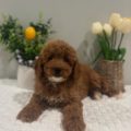 micro goldendoodles for sale florida