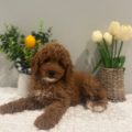 micro mini golden doodle puppies florida
