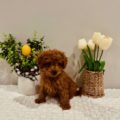 micro mini goldendoodle puppy