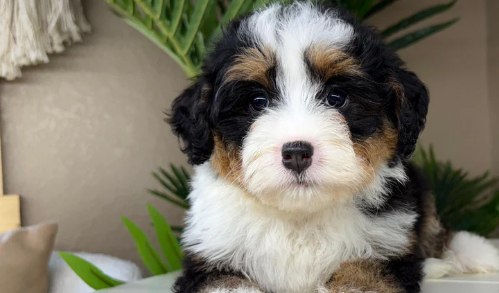 micro mini bernedoodles for sale