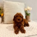mini goldendoodle breeders in florida