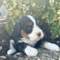mini bernedoodle puppies