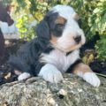 mini bernedoodle puppies