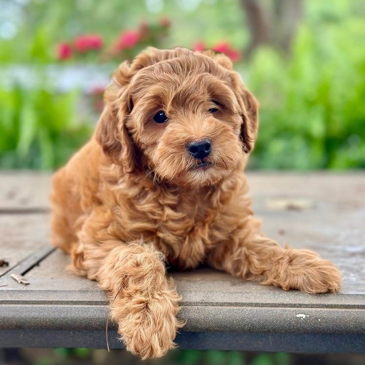 Mini goldendoodle parent dog from Designer Mini Doodles elite bloodline program