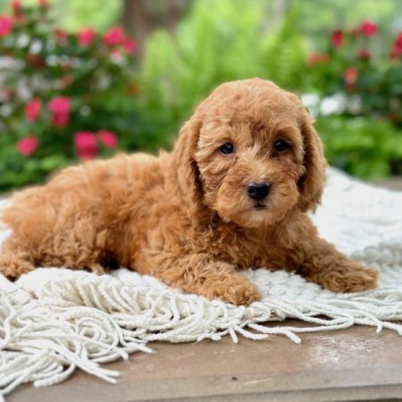 mini doodles for sale mini golden doodle breeders near me