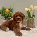 mini golden doodle puppies