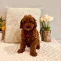 tony goldendoodles for sale