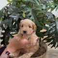 micro mini goldendoodle puppies for sale
