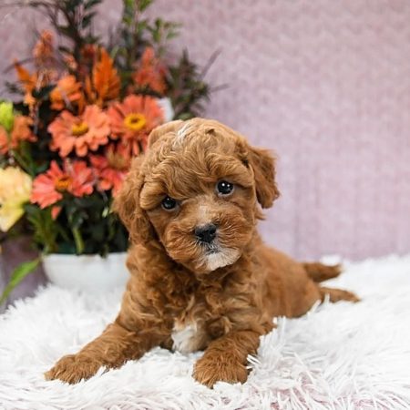 mini goldendoodle puppies Florida mini golden doodle puppies near me