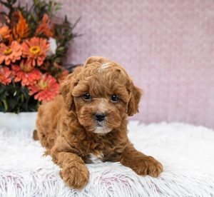 micro mini goldendoodle
