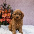 mini goldendoodle puppies
