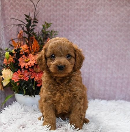 micro mini goldendoodle