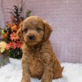 mini golden doodle puppies