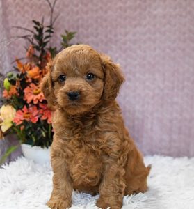 mini golden doodle puppies