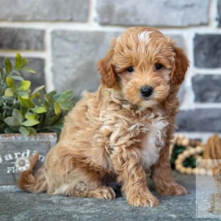 mini goldendoodle breeder florida mini goldendoodles for sale