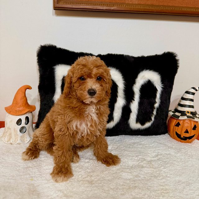 Mini Goldendoodle 10 to 16 pounds easy to train