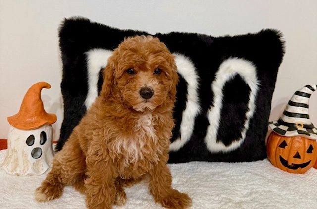Mini goldendoodle breeder florida