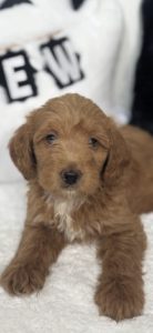 mico mini golden doodle for sale