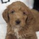 mico mini golden doodle for sale