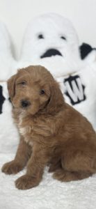 micro mini goldendoodle for sale
