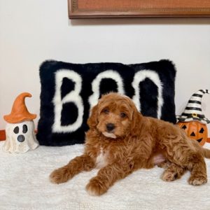 mini golden doodle for sale